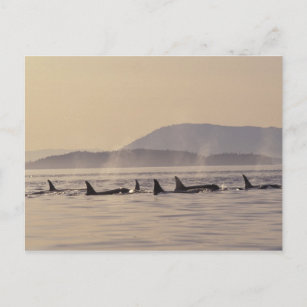 Carte Postale N.A., orque des Etats-Unis, Washington, îles de