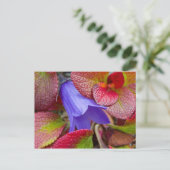 Carte Postale N.A., USA, Alaska. Bluebell dans la toundra (Debout devant)