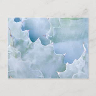 Carte Postale N.A., USA, Arizona, Tucson, Sonora Desert 2