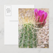 Carte Postale N.A., USA, AZ, Phoenix, Botanique du désert (Devant / Derrière)