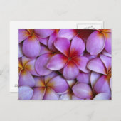 Carte Postale N.A., USA, Maui, Hawaii. Plumeria rose fleurit. (Devant / Derrière)