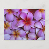Carte Postale N.A., USA, Maui, Hawaii. Plumeria rose fleurit. (Devant)