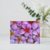 Carte Postale N.A., USA, Maui, Hawaii. Plumeria rose fleurit. (Debout devant)