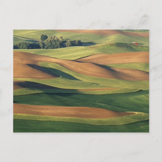 Carte Postale N.A., USA, Washington, Whitman County. (Devant)