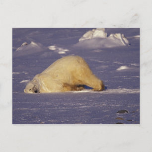 Carte Postale NA, Canada, Manitoba, Churchill, Ours polaire