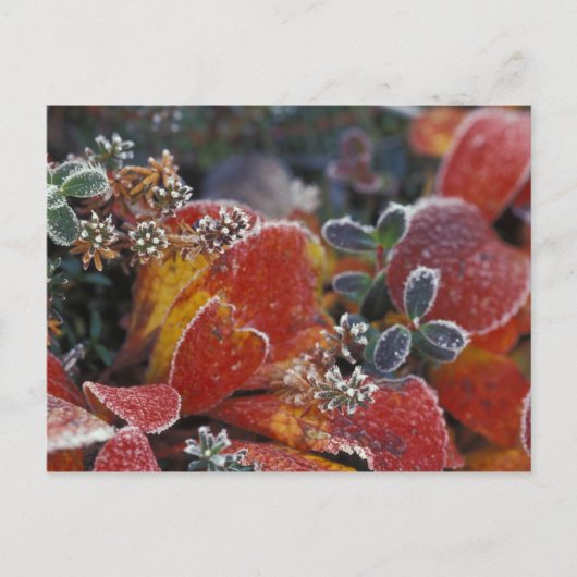 Carte Postale NA, États-Unis, Alaska, Denali NP Frosted, de coul (Devant)