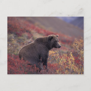 Carte Postale NA, États-Unis, Alaska, Parc national Denali. Une