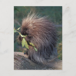 Carte Postale NA, États-Unis, Alaska, Porcupine captif