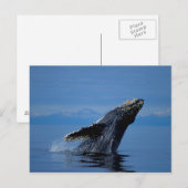 Carte Postale NA, États-Unis, Alaska, Sud-Est de l'Alaska, Intér (Devant / Derrière)