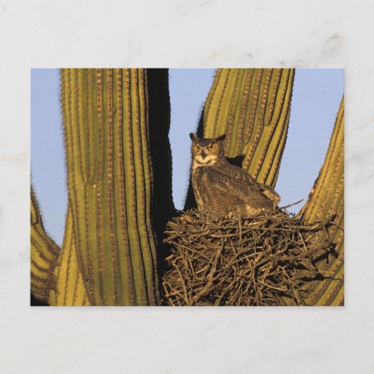 Carte Postale NA, États-Unis, Arizona, Tucson. Grand-duc d'Améri (Devant)