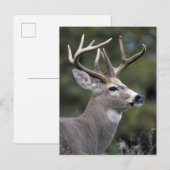 Carte Postale NA, États-Unis, État de Washington, Cerf à queue b (Devant / Derrière)