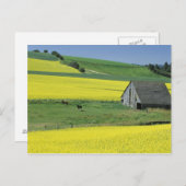Carte Postale Na, Etats-Unis, Idaho, près de Potlatch, de canola (Devant / Derrière)