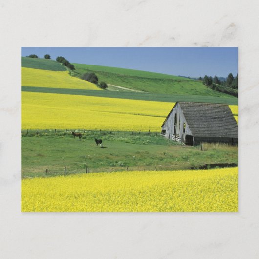 Carte Postale Na, Etats-Unis, Idaho, près de Potlatch, de canola (Devant)