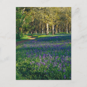 Carte Postale NA, États-Unis, Oregon, Salem. Champ de camas et 3