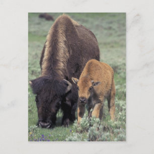 Carte Postale NA, États-Unis, Wyoming, Parc national de Yellowst