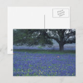 Carte Postale NA, Texas, Devine, Chêne et bleuets (Devant / Derrière)