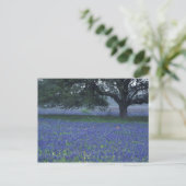 Carte Postale NA, Texas, Devine, Chêne et bonnets bleus (Debout devant)