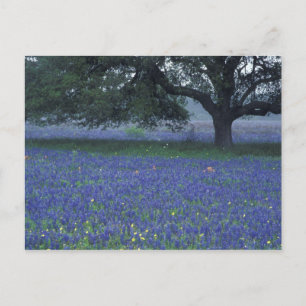 Carte Postale NA, Texas, Devine, Chêne et bonnets bleus