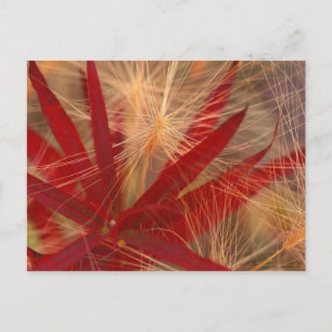 Carte Postale NA, USA, Alaska, Denali NP, Fireweet et sauvage