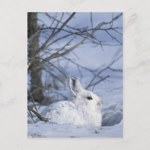 Carte Postale NA, USA, Alaska. La faune nationale de l'Arctique
