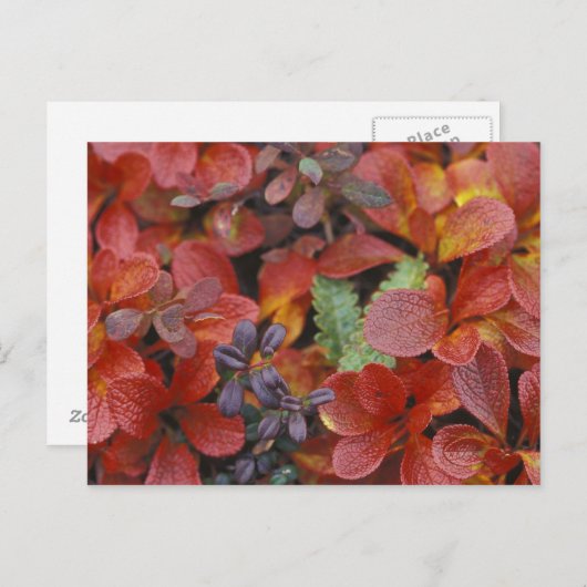 Carte Postale NA, USA, Alaska. Le Parc national de Denali. Bearb (Devant / Derrière)