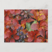 Carte Postale NA, USA, Alaska. Le Parc national de Denali. Bearb (Devant)