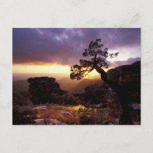 Carte Postale NA, USA, Arizona, Tucson, Sunset et seul