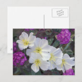 Carte Postale NA, USA, Californie, Anza Borrego Desert State (Devant / Derrière)