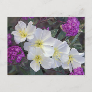 Carte Postale NA, USA, Californie, Anza Borrego Desert State