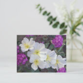 Carte Postale NA, USA, Californie, Anza Borrego Desert State (Debout devant)