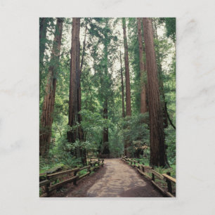 Carte Postale NA, USA, Californie, Marin County, Muir Woods