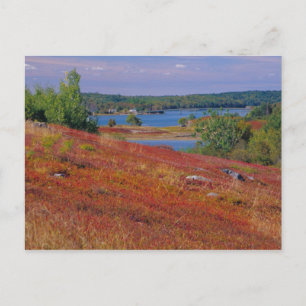 Carte Postale NA, USA, Maine. Blueberry Barrens.