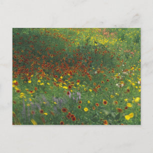 Carte Postale NA, USA, Texas, east of Devine, Coreopis and