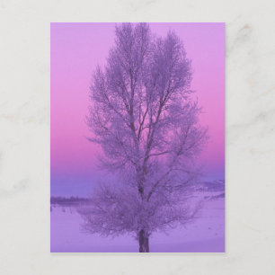 Carte Postale NA, USA, Wyoming, Yellowstone NP, Paysage