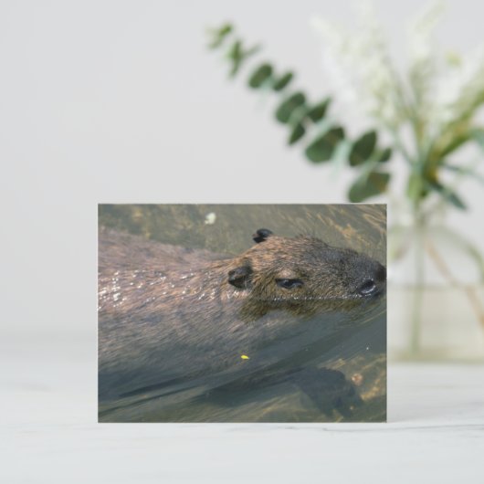 Carte Postale Nage Capybara (Debout devant)