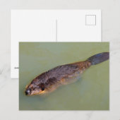 Carte Postale Nage de castor en Amérique du Nord (Devant / Derrière)