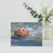 Carte Postale Nage de chien (Debout devant)