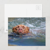 Carte Postale Nage de chien (Devant / Derrière)