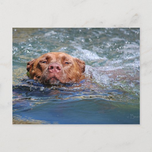 Carte Postale Nage de chien (Devant)