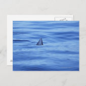 Carte Postale Nage de requins dans l'eau de mer (Devant / Derrière)