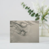 Carte Postale nage d'otaries (Debout devant)