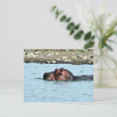 Carte Postale nage hippo (Debout devant)