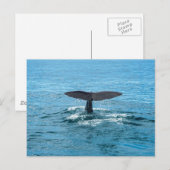 Carte Postale nageoire de baleine (Devant / Derrière)
