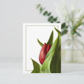 Carte Postale Naissance d'une tulipe rouge printanière (Debout devant)
