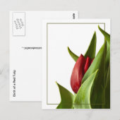Carte Postale Naissance d'une tulipe rouge printanière (Devant / Derrière)