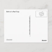 Carte Postale Naissance d'une tulipe rouge printanière (Dos)
