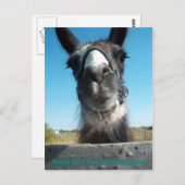 Carte Postale N'alimentez pas le drame Llama (Devant / Derrière)