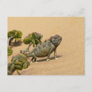 Carte Postale Namaqua Chameleon sur le sable du désert avec Plan
