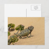 Carte Postale Namaqua Chameleon sur le sable du désert avec Plan (Devant / Derrière)