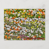 Carte Postale Namaqualand Daises (Devant)